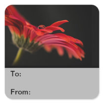 Red Macro Gerbera Flower Gift Tags Sticker
