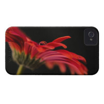 Red Macro Gerbera Flower iPhone 4 Case