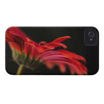 Red Macro Gerbera Flower iPhone 4 Case-Mate Cases