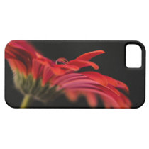 Red Macro Gerbera Flower iPhone 5 Case