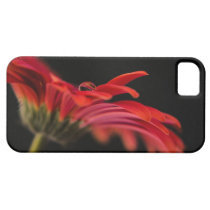 Red Macro Gerbera Flower iPhone 5 Cases