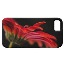 Red Macro Gerbera Flower iPhone 5 Covers