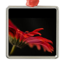Red Macro Gerbera Flower Ornament