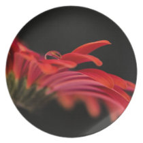 Red Macro Gerbera Flower Plates
