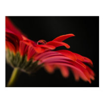 Red Macro Gerbera Flower Postcards