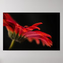 Red Macro Gerbera Flower zazzle_print