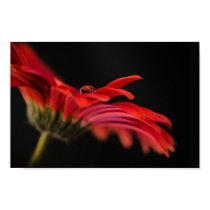 Red Macro Gerbera Flower Posters