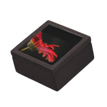 Red Macro Gerbera Flower Premium Gift Boxes