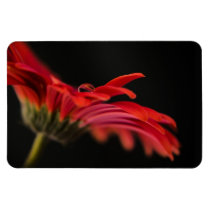 Red Macro Gerbera Flower Rectangle Magnet