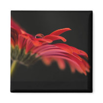 Red Macro Gerbera Flower Refrigerator Magnets