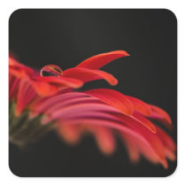 Red Macro Gerbera Flower Square Stickers