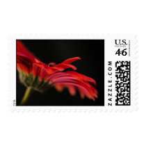 Red Macro Gerbera Flower Stamp