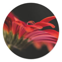 Red Macro Gerbera Flower Sticker