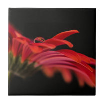 Red Macro Gerbera Flower Tile