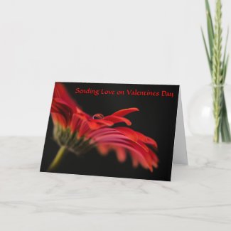 Red Macro Gerbera Flower Valentines day card