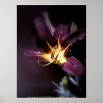 red magic day lily 2 posters