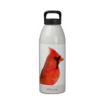 Red Male Cardinal Bird water bottles