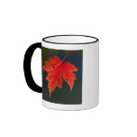 Red Maple Acer rubrum) red leaf in autumn, Coffee Mug