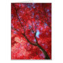 Red Maple Card