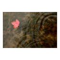 Red Maple Floating posters