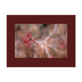 Red Maple Flowers and Seeds postcard