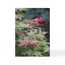 "Red Maple" Greeting Card