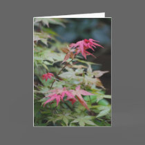 "Red Maple" Greeting Card