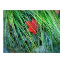 Red Maple in Green Grass posters by angelspiritme Red Maple in Green Grass posters