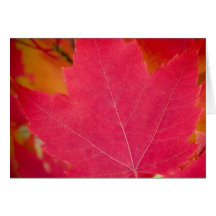Red Maple Leaf Blank Card