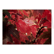 Red Maple Leaf cards