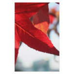 Red Maple Leaf Flyer