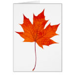 Red maple leaf greeting cards
