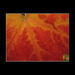 Red Maple Leaf Postcard