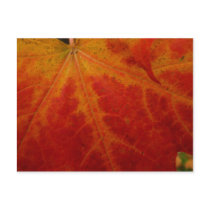Red Maple Leaf Postcard by mlewallpapers Red Maple Leaf Postcard