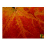 Red Maple Leaf Postcard