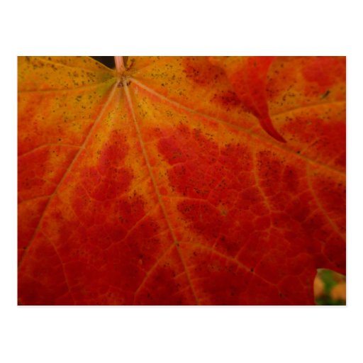 Red Maple Leaf Postcard