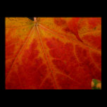 Red Maple Leaf Print