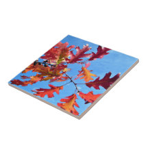 Red maple leaves against blue sky tile