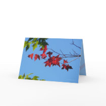 Red Maple Leaves cards by MoiraAshleigh Red Maple Leaves cards
