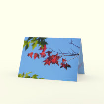 Red Maple Leaves cards by MoiraAshleigh Red Maple Leaves cards