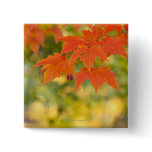 Acer Rubrum | nature, vertical, outdoors, focus, selective nature, vertical, outdoors, focus, selective