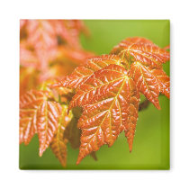 Red Maple Leaves magnets