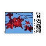 Red Maple Leaves Postage Stamp