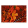 Red Maple Leaves