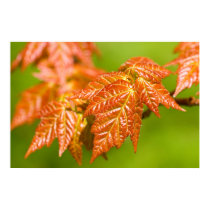 Red Maple Leaves posters by mlane53 Red Maple Leaves posters