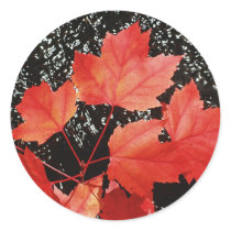 Red Maple Leaves stickers by FallSeason Red Maple Leaves stickers