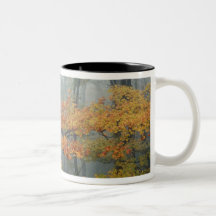 Red Maple tree, Acer rubrum, portrait in foggy Coffee Mug