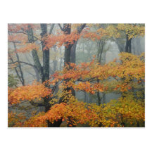 Red Maple tree, Acer rubrum, portrait in foggy Postcards