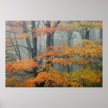 Red Maple tree, Acer rubrum, portrait in foggy Posters