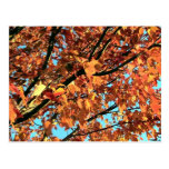Red Maple tree in Autumn Postcard